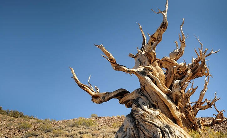 قدیمی ترین درخت دنیا
